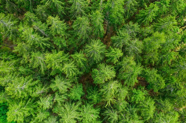 Vista aerea della cima dei pini. sfondo albero di pelliccia verde — Foto Stock