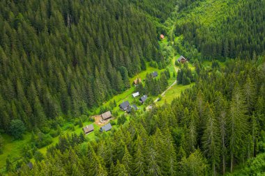 Yazın yeşil dağ tepelerinin panoramik manzarası. Yüksek ağaçlı yeşil vadi 
