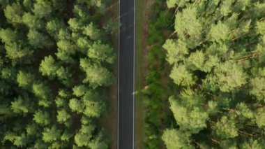 Yeşil ladin ormanındaki boş yolun üzerinden uç. 