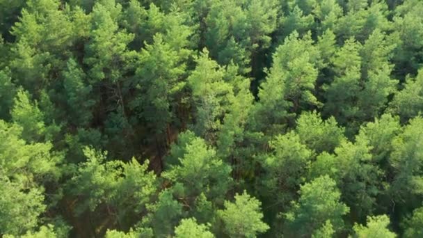 Letecký pohled na vrcholek smrkových stromů v zeleném lese. — Stock video