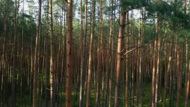 Zvedání fotoaparátu podél kmenů stromů v lese až na vrchol — Stock video