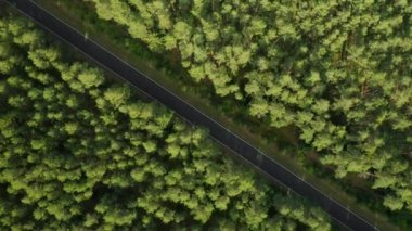 Yeşil ladin ormanındaki boş yolun üzerinden uç. 