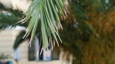 Rüzgarda sallanan palmiye yaprağı.