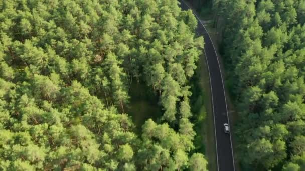 Vlucht over de witte auto over de weg in het groene sparrenbos bij zonsondergang — Stockvideo