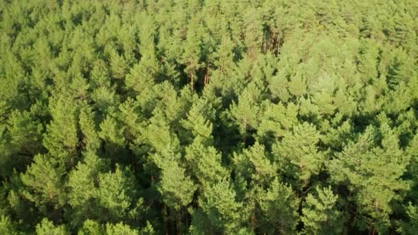 Letecký pohled na vrcholek smrkových stromů v zeleném lese. — Stock video