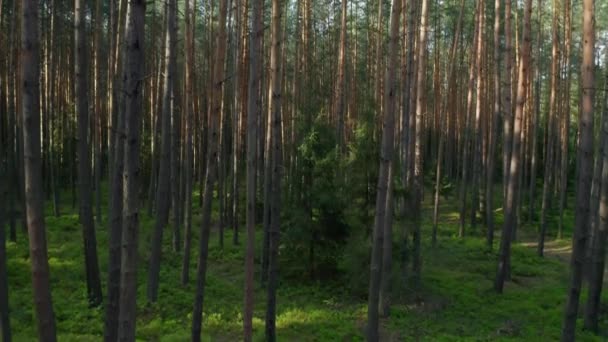 Zvedání fotoaparátu podél kmenů stromů v lese až na vrchol — Stock video