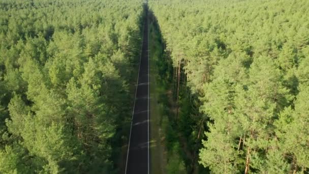 Let nad cyklisty pohybující se na silnici v zeleném smrkovém lese při západu slunce — Stock video