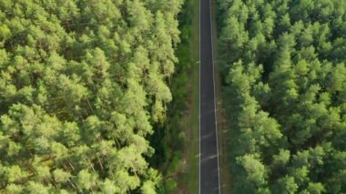 Yeşil ladin ormanındaki boş yolun üzerinden uç. 