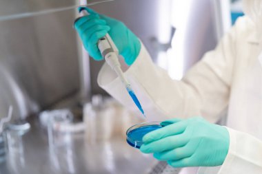 Kapalı kadın elleri biyokimyasal analiz için pipette kullanır, petri kabında tarım medyası hazırlar.