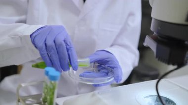 Eldivenlerdeki kadın bilim adamı mikroskobik analiz için bitki özü örnekleri hazırlıyor. Phytokimya, yeşil kimya ve laboratuvar araştırma konsepti.