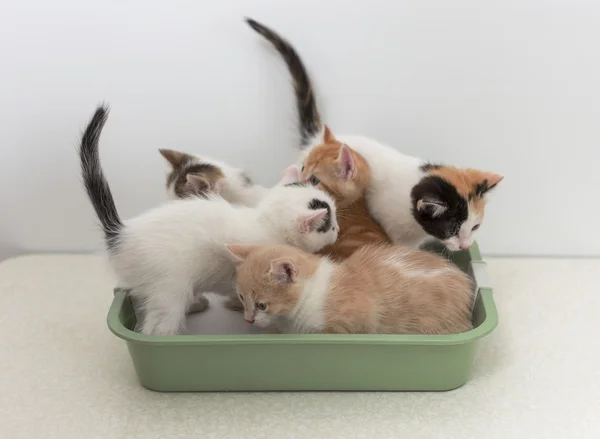 depositphotos 68845091 stock photo kittens sitting in cat toilet