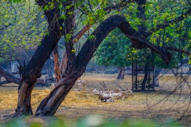 Ulusal Zooloji Parkı, Yeni Delhi, Hindistan 'da 176 dönümlük bir hayvanat bahçesi..