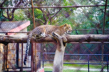 Ulusal Zooloji Parkı, Yeni Delhi, Hindistan 'da 176 dönümlük bir hayvanat bahçesi..
