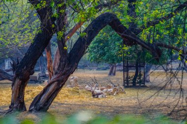 Ulusal Zooloji Parkı, Yeni Delhi, Hindistan 'da 176 dönümlük bir hayvanat bahçesi..