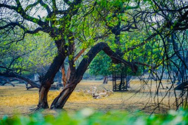 Ulusal Zooloji Parkı, Yeni Delhi, Hindistan 'da 176 dönümlük bir hayvanat bahçesi..