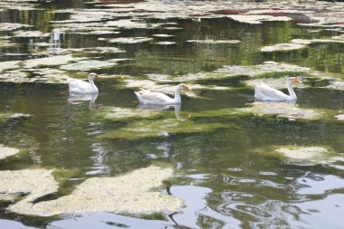 Ulusal Zooloji Parkı, Yeni Delhi, Hindistan 'da 176 dönümlük bir hayvanat bahçesi..