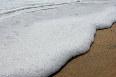 Kumsal ve hindistan cevizi palmiyeleri asar