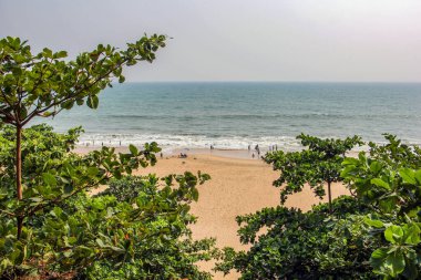 Kumsal ve hindistan cevizi palmiyeleri asar