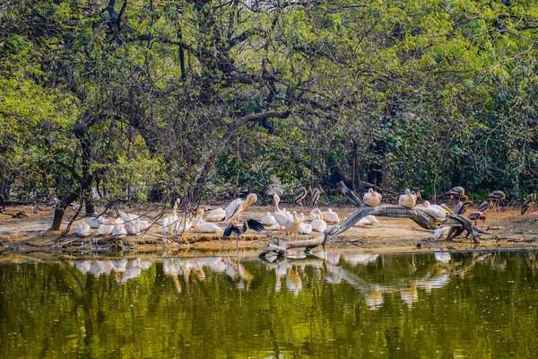 Ulusal Zooloji Parkı Yeni Delhi Hindistan 176 Dönümlük Bir Hayvanat — Stok fotoğraf