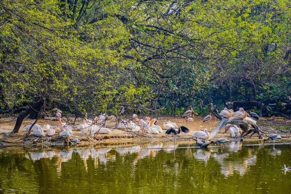 Nemzeti Állatkert Egy 176 Hektáros Állatkert Delhiben Indiában — Stock Fotó