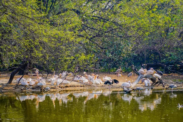 Der National Zoological Park Ist Ein 176 Hektar Großer Zoo — Stockfoto