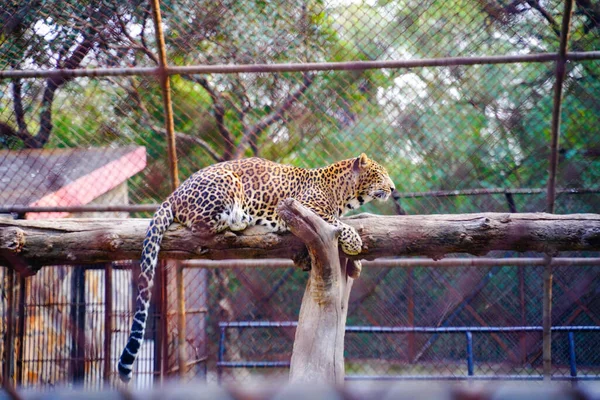 Parque Zoológico Nacional Zoológico 176 Hectares Nova Deli Índia — Fotografia de Stock