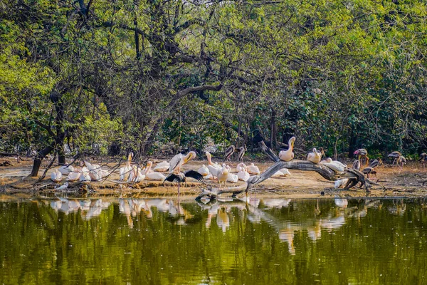 Ulusal Zooloji Parkı Yeni Delhi Hindistan 176 Dönümlük Bir Hayvanat — Stok fotoğraf