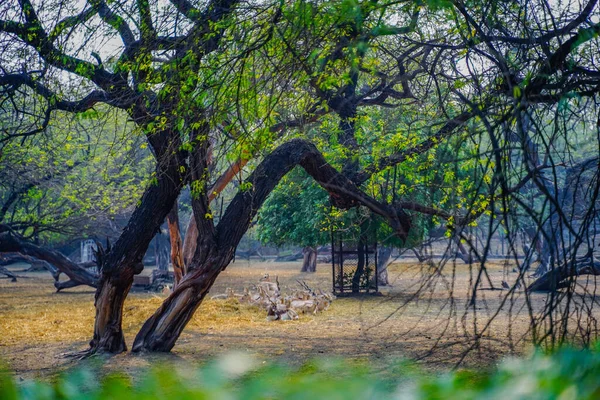 Ulusal Zooloji Parkı, Yeni Delhi, Hindistan 'da 176 dönümlük bir hayvanat bahçesi..