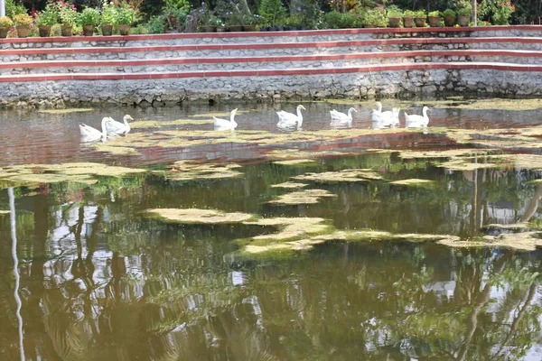 ทยานส งชาต นสวนส 176 เอเคอร ในน วเดล ประเทศอ นเด — ภาพถ่ายสต็อก