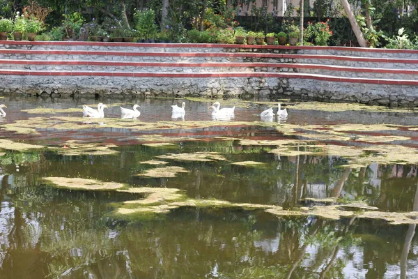 Parque Zoológico Nacional Zoológico 176 Hectares Nova Deli Índia — Fotografia de Stock