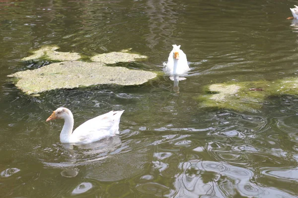Ulusal Zooloji Parkı, Yeni Delhi, Hindistan 'da 176 dönümlük bir hayvanat bahçesi..
