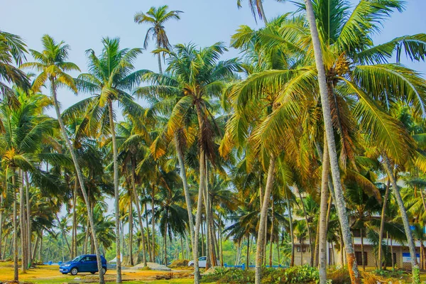 Strand Kokosnoot Hangen Palmbomen — Stockfoto