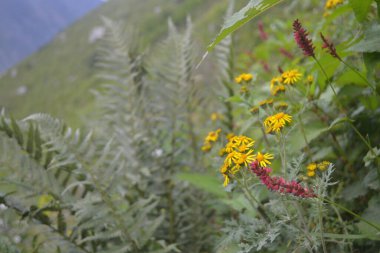 Manimahesh Yatra, Budhil Vadisi 'ndeki Bharmour' dan 26 kilometre uzaklıkta yer almaktadır.