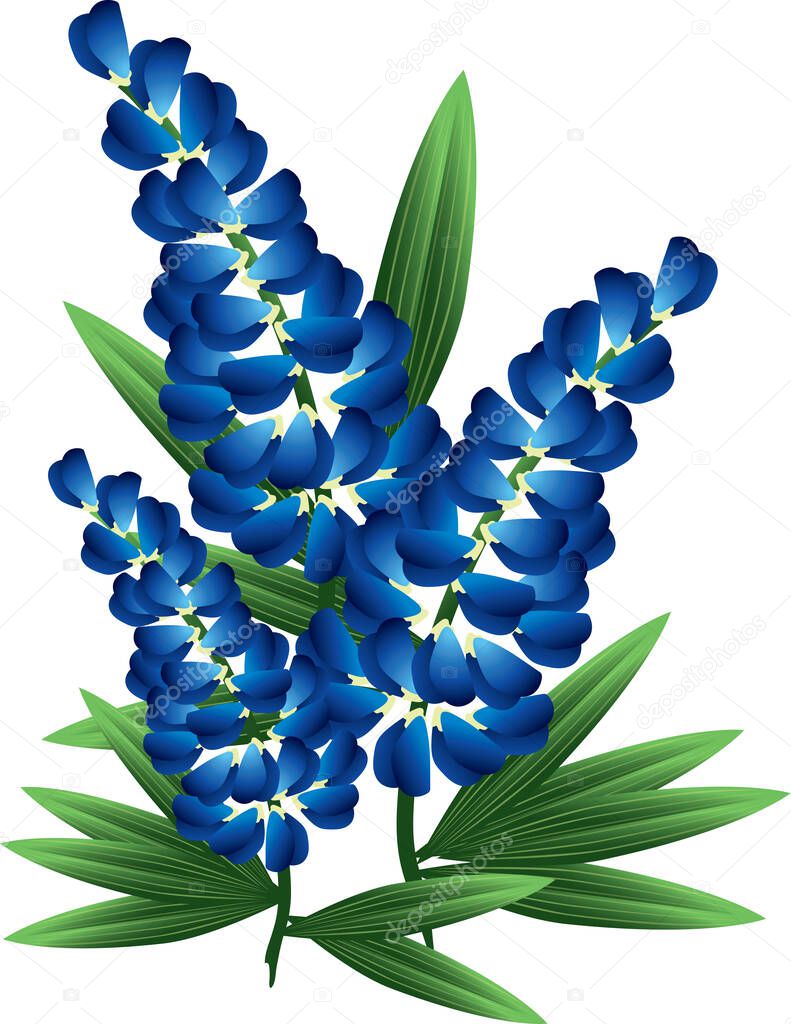 Colorful illustration of bluebonnet flowers.