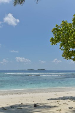 Hindistan cevizi ağaçları ve mavi gökyüzü olan kumsal