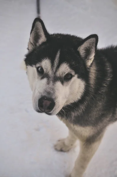 Porträt Eines Huskys — Stockfoto