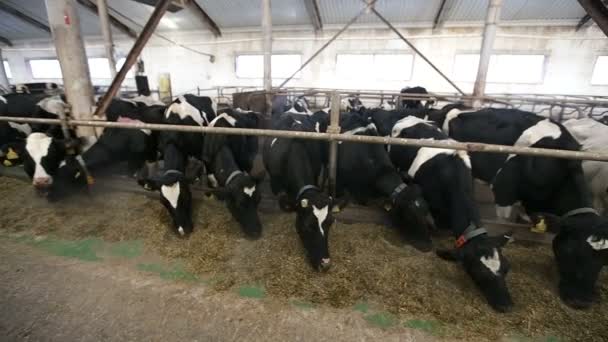 Vacas comem silagem em uma fazenda — Vídeo de Stock