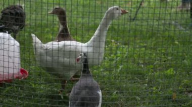 kuş yeşil çiftlik çimen