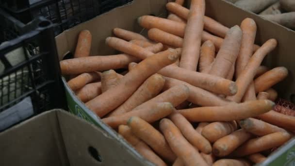Морковь в магазине — стоковое видео