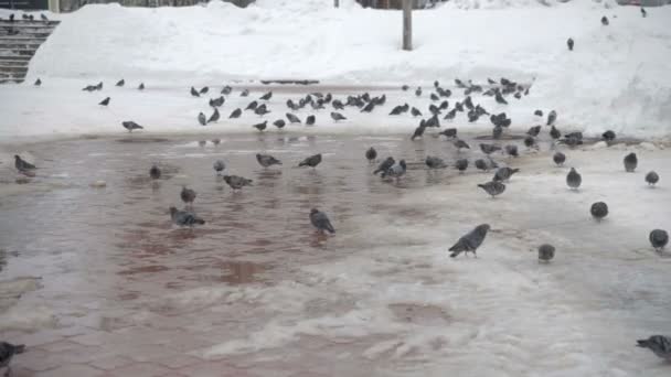 Pigeons eating bread. Pigeons eating bread — Stock Video