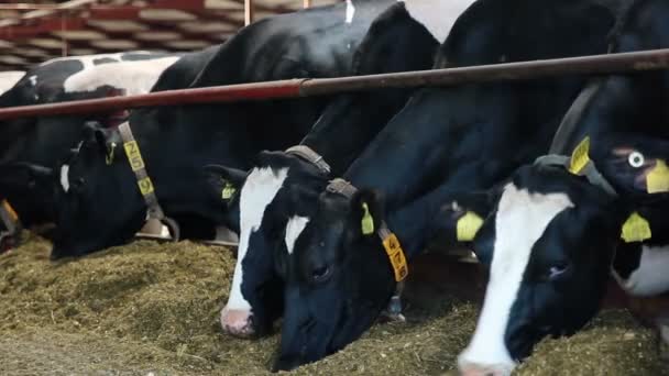 Коровы едят силлаж на ферме — стоковое видео