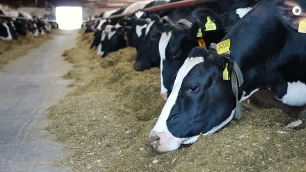 Kühe fressen Silage auf Bauernhof — Stockvideo