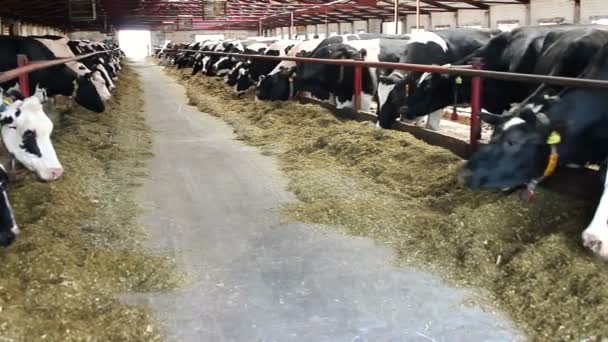 Las vacas comen sillage en la granja — Vídeos de Stock