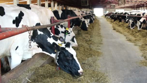 Kühe fressen Silage auf Bauernhof — Stockvideo