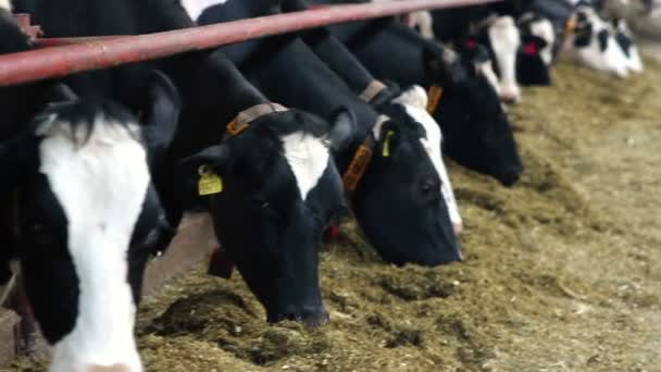 Kühe fressen Silage auf Bauernhof — Stockvideo