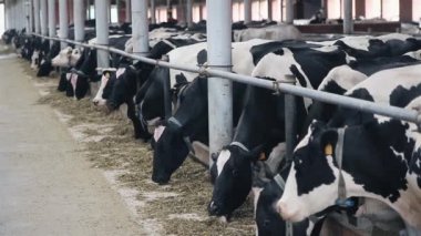 İnekler çiftlikte sillage yemek