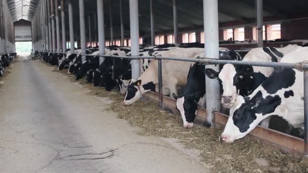 Les vaches mangent du sillage à la ferme — Video