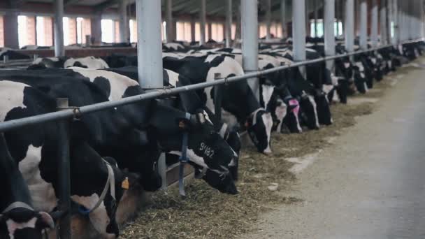 Vacas comem silagem na fazenda — Vídeo de Stock