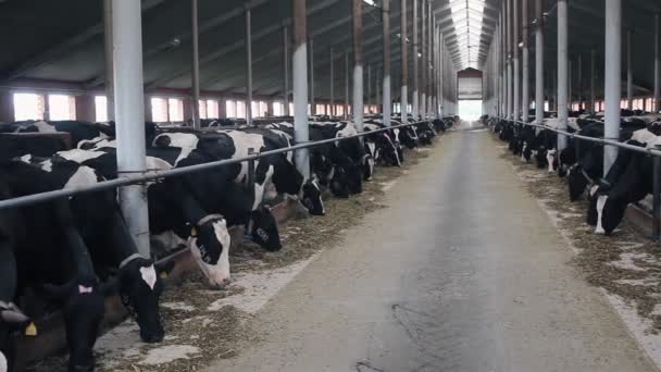 Les vaches mangent du sillage à la ferme — Video