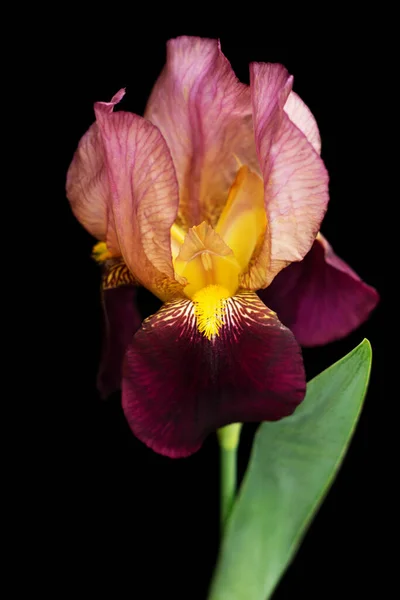 Sakallı iris, arka plandaki siyah renkte izole edilmiş. Tasarım için. Yakın plan..
